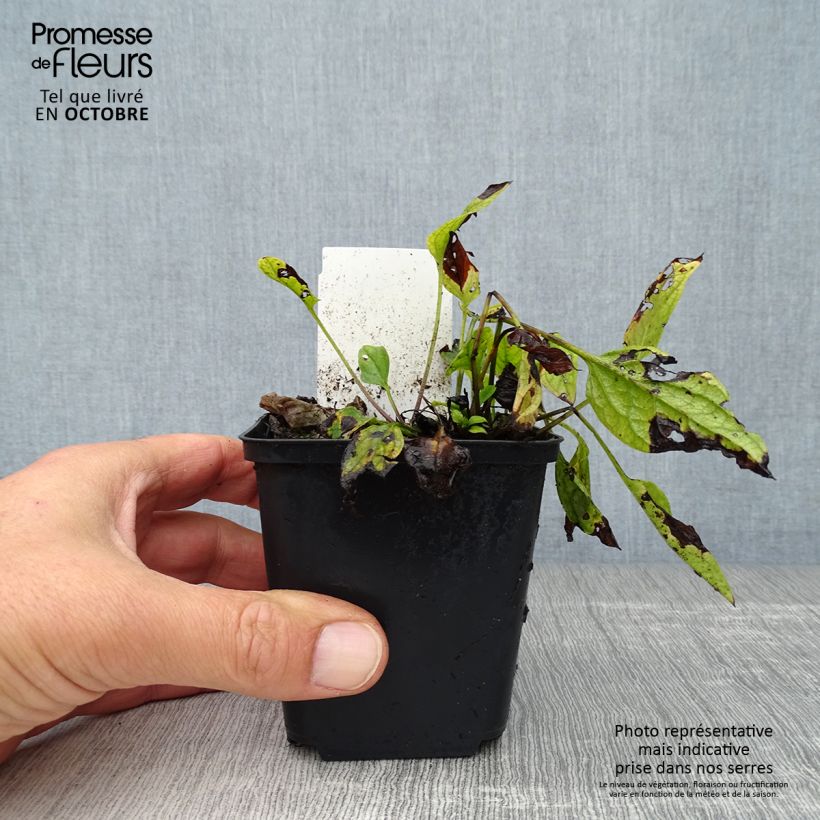 Spécimen de Omphalodes verna Godet de 8/9 cm tel que livré en automne