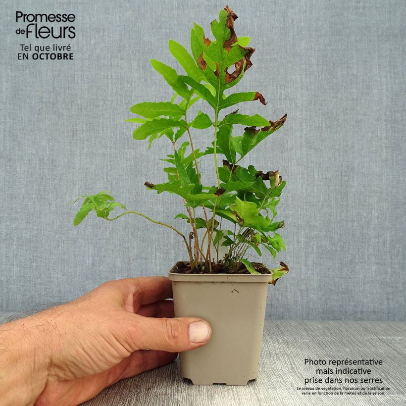 Spécimen de Onoclea sensibilis - Onoclée sensible, fougère Godet de 8/9 cm tel que livré en automne