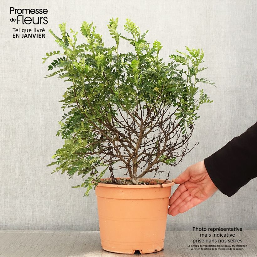 Spécimen de Operculicarya decaryi - Faux-poivrier du Japon Pot de 7,5L/10L tel que livré en hiver