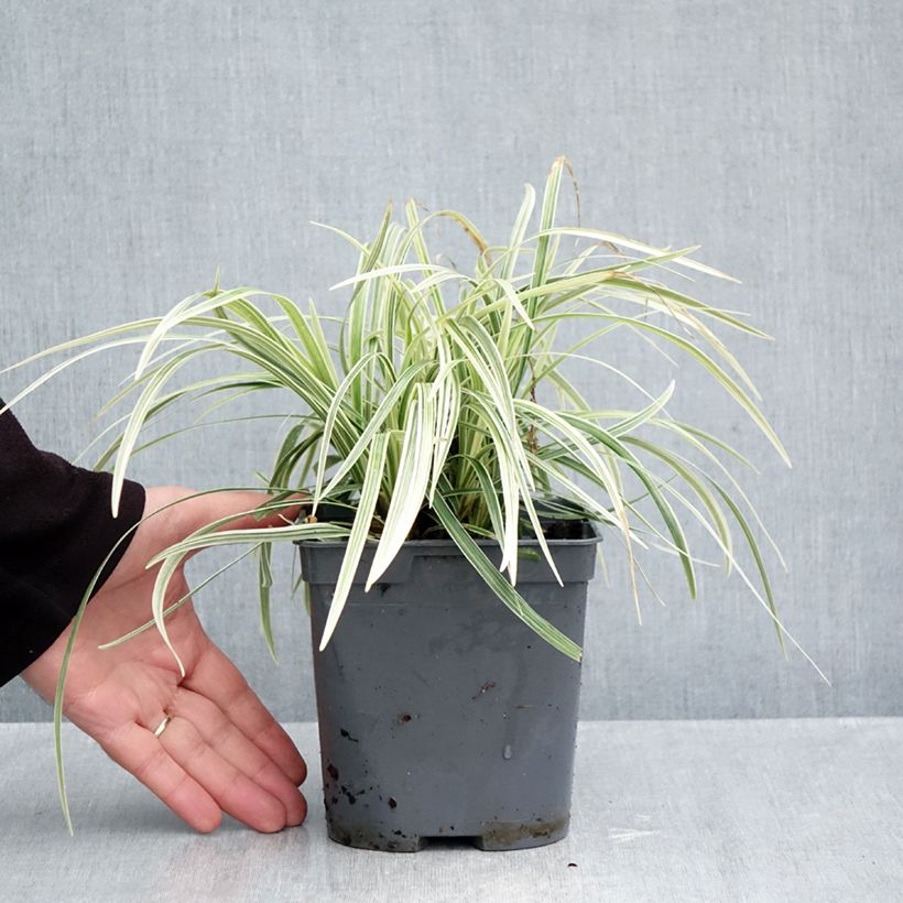 Spécimen de Ophiopogon Albo variegata ou Albovariegatus Pot de 2L/3L tel que livré en automne
