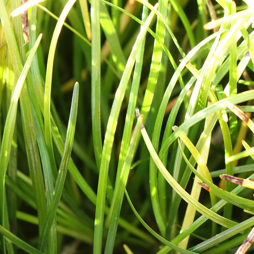 Ophiopogon chingii - Herbe aux turquoises (Feuillage)