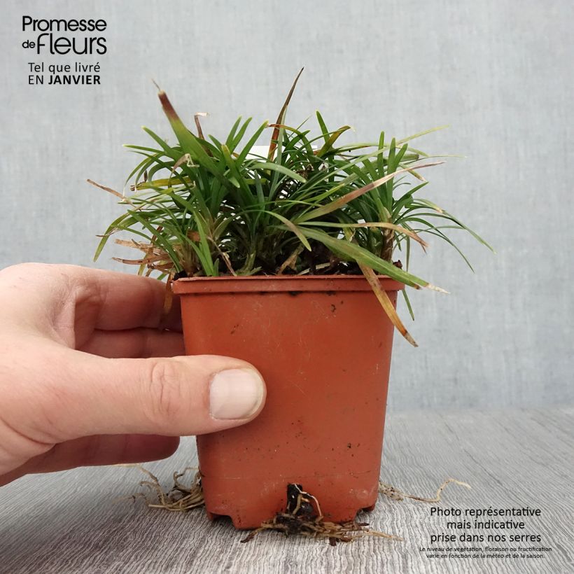Spécimen de Ophiopogon japonicus Minor - Barbe de serpent ou Herbe aux turquoises Godet de 8/9 cm tel que livré en hiver