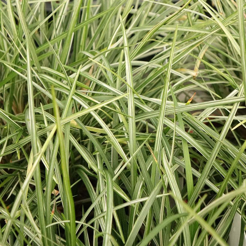 Ophiopogon japonicus Silver Mist - Herbe aux turquoises panachée (Feuillage)