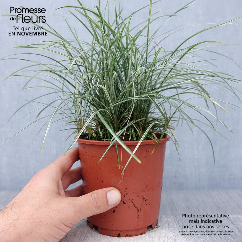 Spécimen de Ophiopogon japonicus Silver Mist - Herbe aux turquoises panachée Pot de 1L/1,5L tel que livré en automne