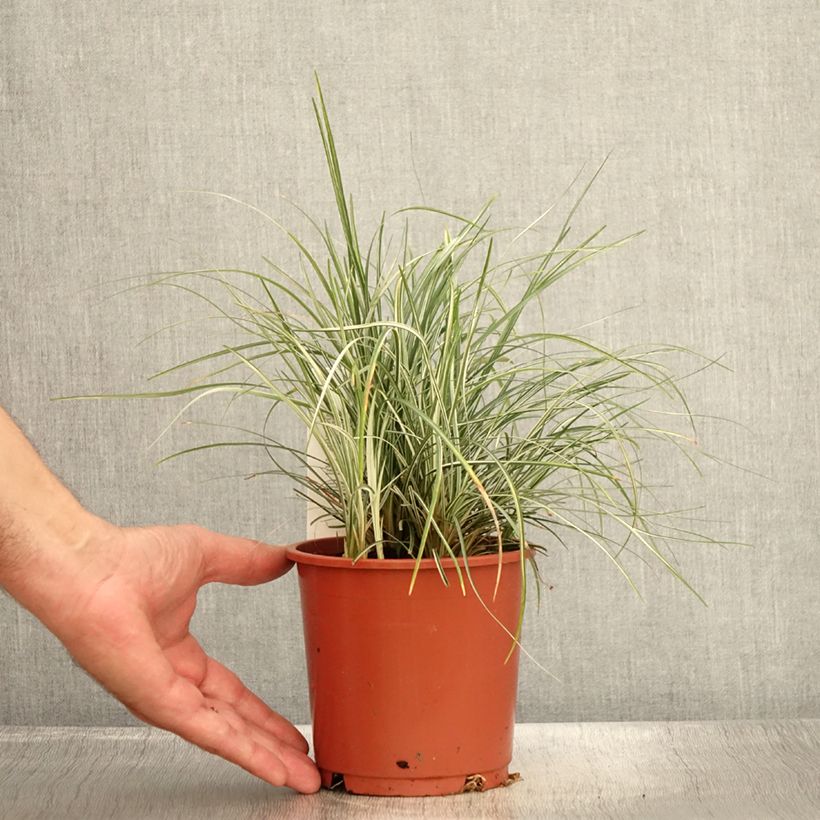 Spécimen de Ophiopogon japonicus Silver Mist - Herbe aux turquoises panachée Pot de 1L/1,5L tel que livré en été