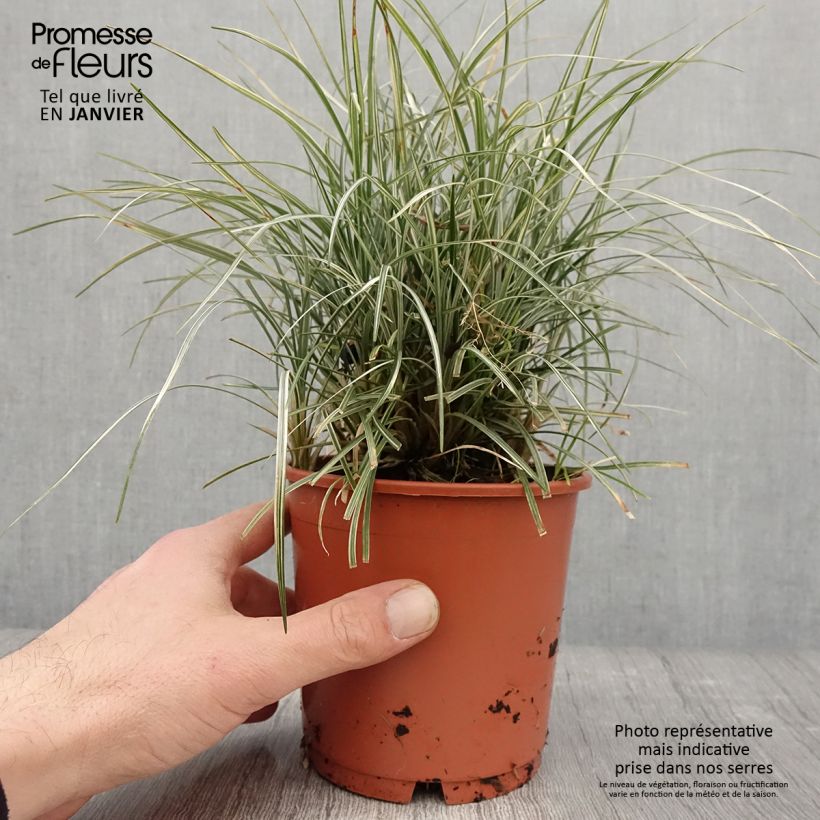 Spécimen de Ophiopogon japonicus Silver Mist - Herbe aux turquoises panachée Pot de 1L/1,5L tel que livré en hiver