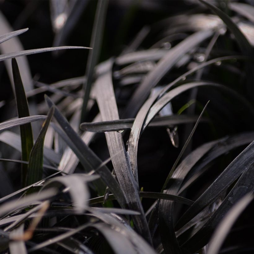 Ophiopogon noir - Ophiopogon planiscapus Nigrescens (Feuillage)
