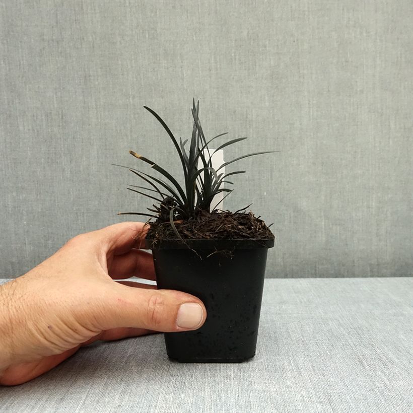 Spécimen de Ophiopogon planiscapus Black Dragon Godet de 8/9 cm tel que livré en automne