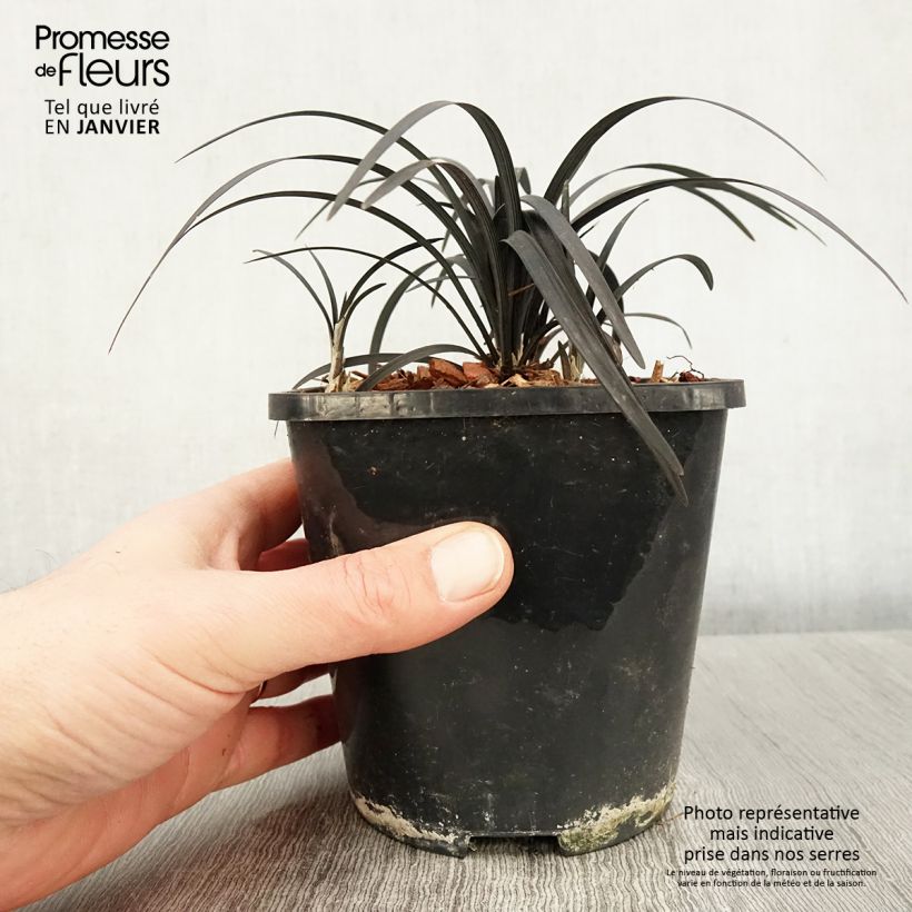 Spécimen de Ophiopogon planiscapus Black Dragon Pot de 1L/1,5L tel que livré en hiver