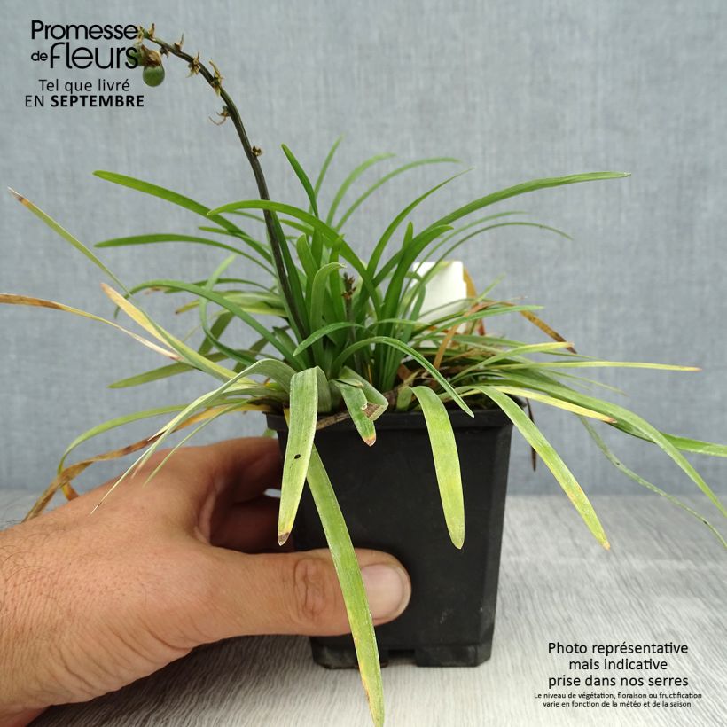 Spécimen de Ophiopogon planiscapus Godet de 8/9 cm tel que livré en été