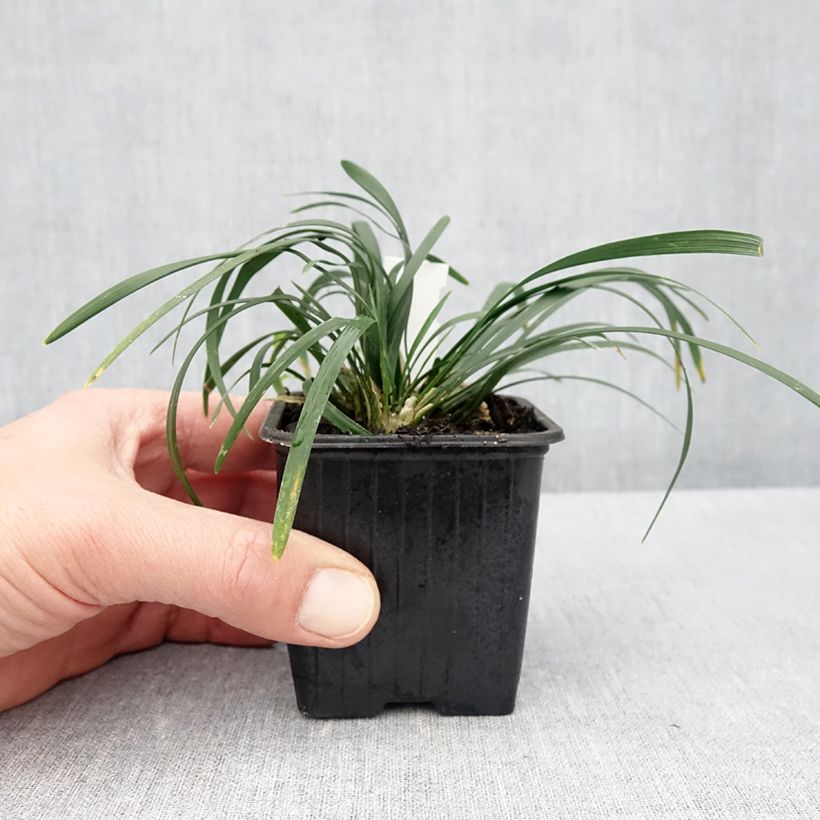 Spécimen de Ophiopogon planiscapus Olivaceus Godet de 8/9 cm tel que livré au printemps