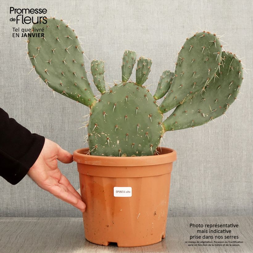 Spécimen de Opuntia Alta - Cactus Pot de 4L/5L tel que livré en hiver