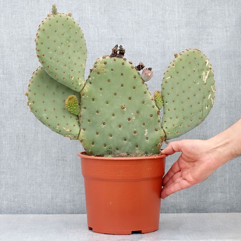 Spécimen de Opuntia basilaris - Cactus raquette Pot de 4L/5L, 40/50 diamètre tel que livré en automne