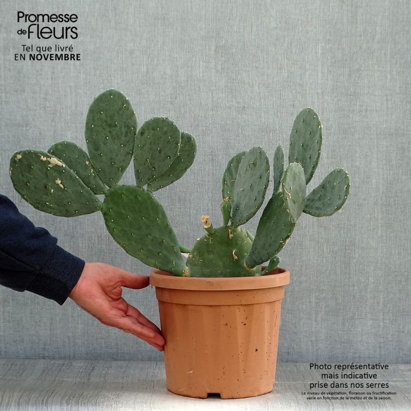 Spécimen de Opuntia cacanapa Ellisiana - Cactus raquette Pot de 4L/5L tel que livré en automne