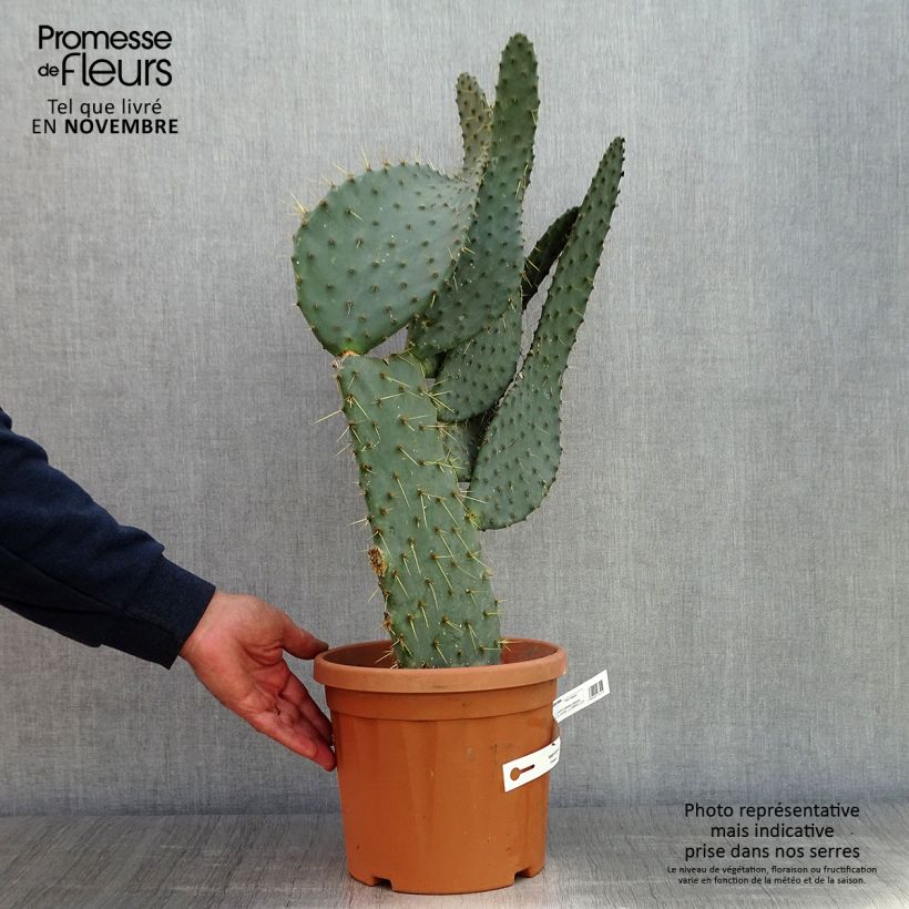 Spécimen de Opuntia engelmannii var. linguiformis - Oponce Pot de 4L/5L tel que livré en automne