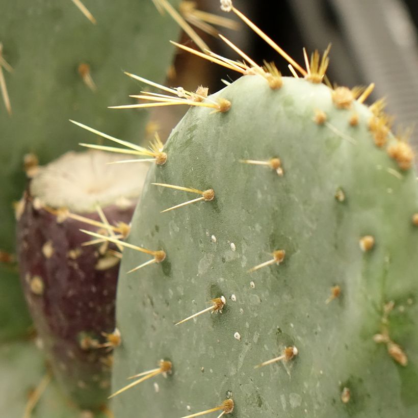 Opuntia engelmannii var. rastrera - Oponce (Feuillage)