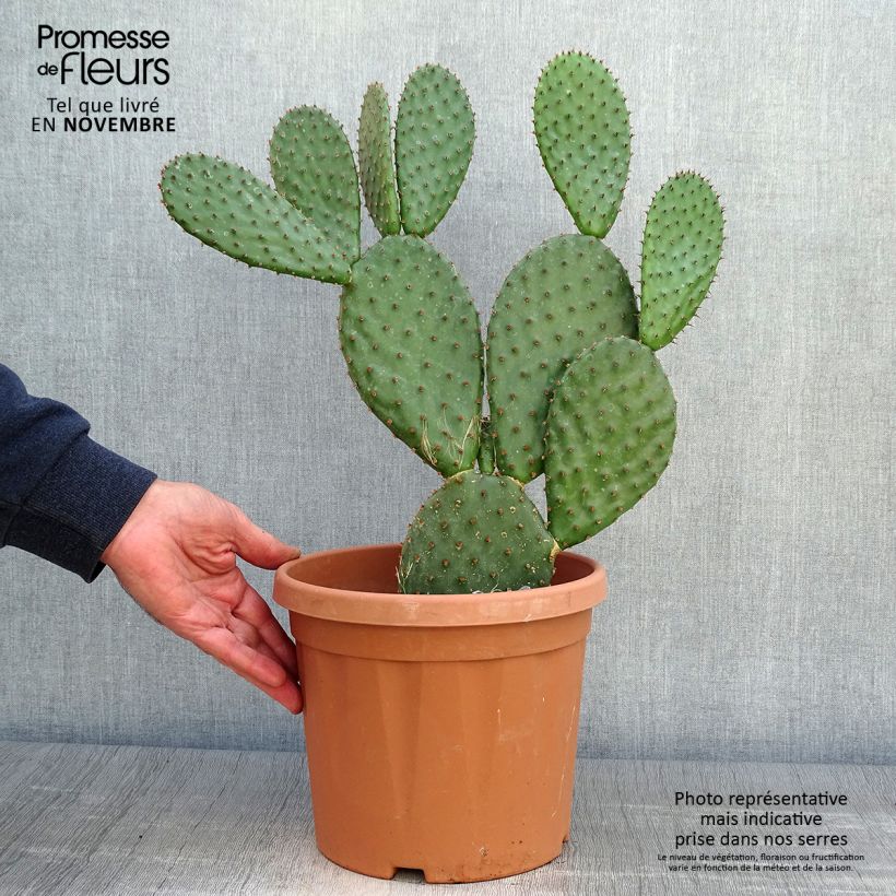 Spécimen de Opuntia lubrica - Cactus raquette Pot de 3L/4L tel que livré en automne