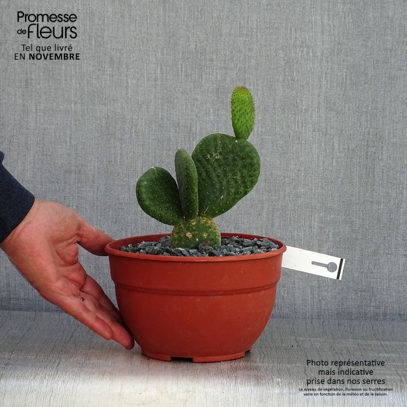 Spécimen de Opuntia microdasys Caress - Cactus raquette Pot de 3L/4L tel que livré en automne