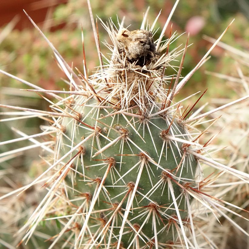 Opuntia polyacantha - Cactus raquette (Feuillage)