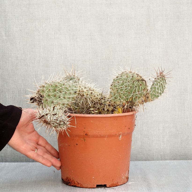 Spécimen de Opuntia polyacantha - Cactus raquette Pot de 4L/5L, 25/30 diamètre tel que livré en automne