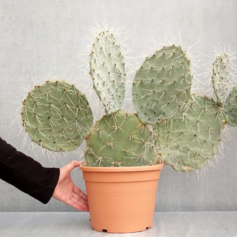 Spécimen de Opuntia robusta - Cactus raquette Pot de 7,5L/10L, 40/50 diamètre tel que livré en automne