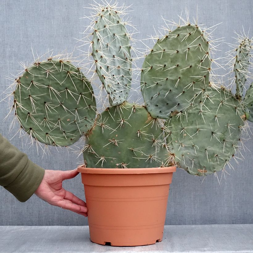 Spécimen de Opuntia robusta - Cactus raquette Pot de 7,5L/10L, 40/50 diamètre tel que livré en hiver