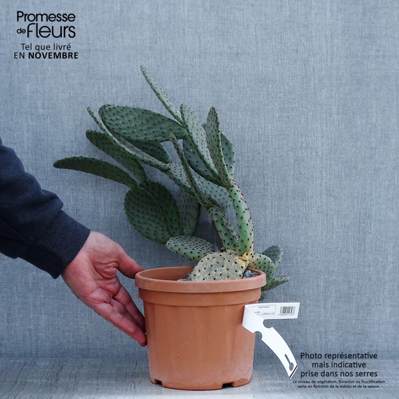 Spécimen de Opuntia rufida - Cactus raquette Pot de 3L/4L tel que livré en automne