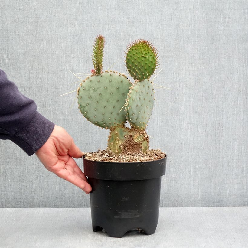 Spécimen de Opuntia santa-rita - Cactus raquette Pot de 3L/4L tel que livré en automne