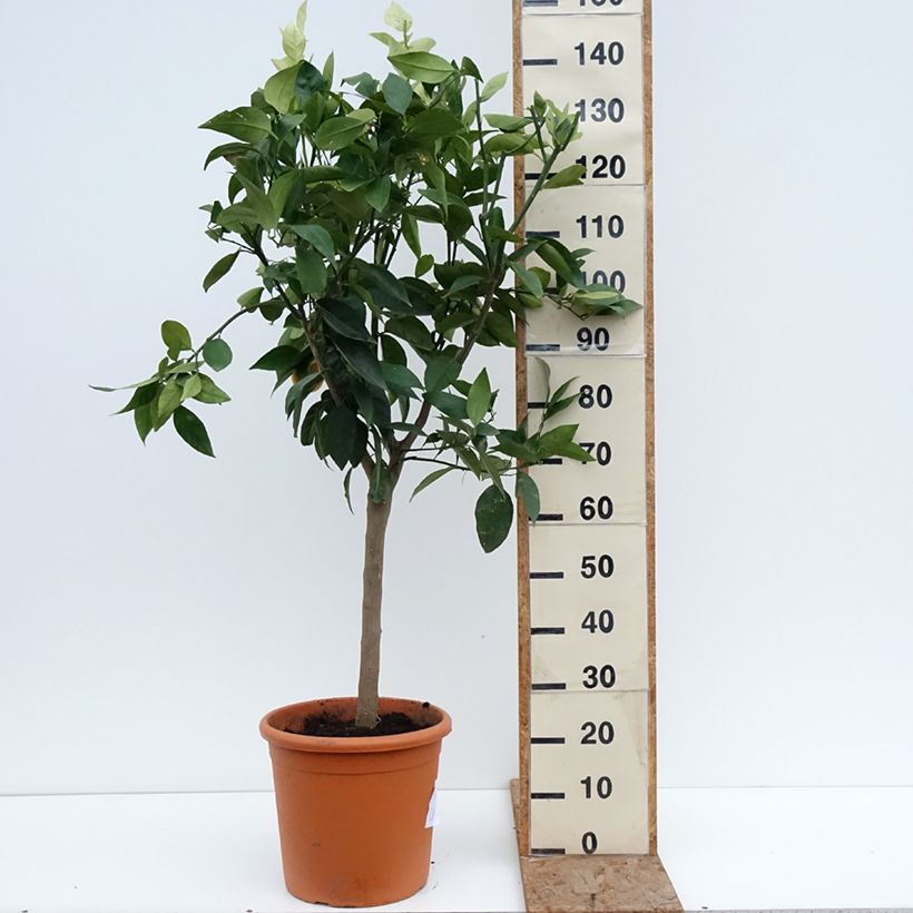 Spécimen de Oranger - Citrus sinensis Pot de 18L/20L, Demi-Tige, Tige de 90 cm 8/10 tel que livré en hiver
