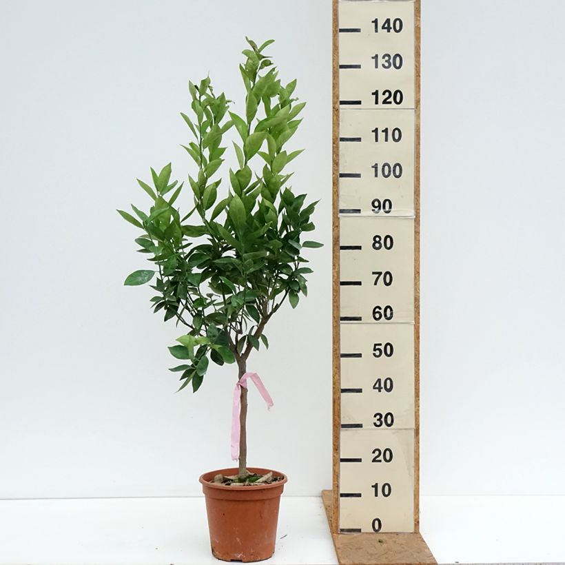 Spécimen de Oranger - Citrus sinensis Pot de 4L/5L, 1/4 de tige tel que livré en automne