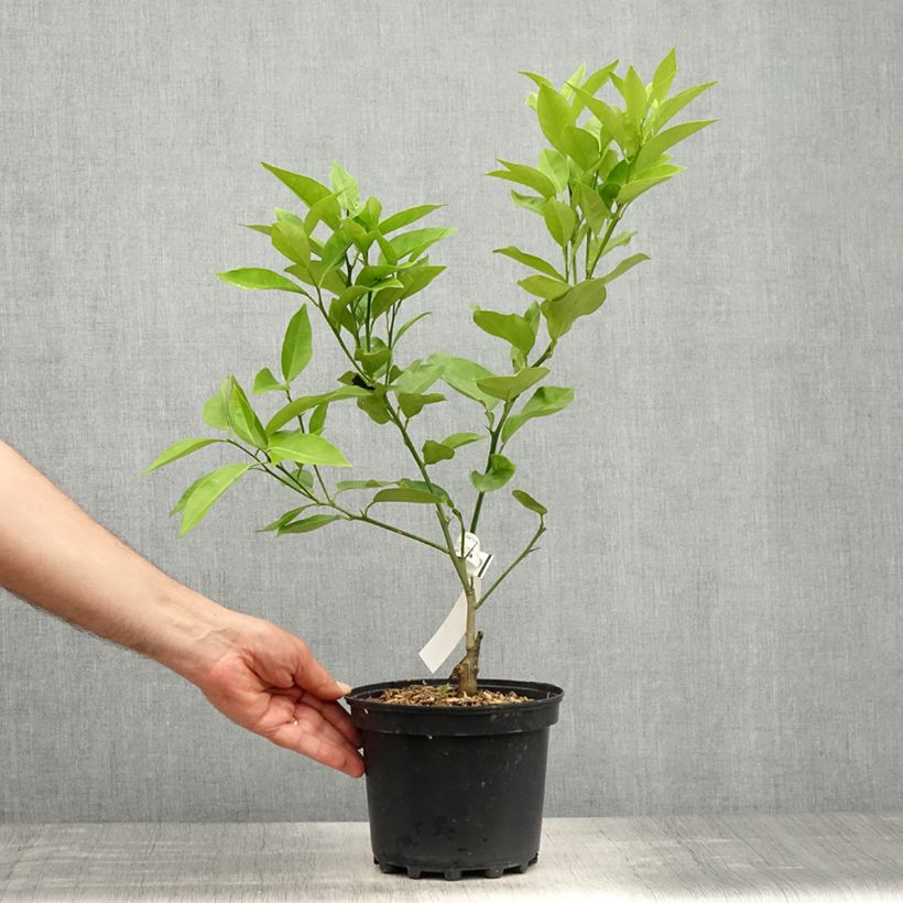 Spécimen de Oranger - Citrus sinensis Washington Navel  Pot de 4L/5L, 1/4 de tige tel que livré au printemps