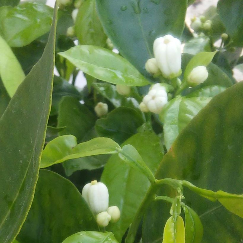 Oranger Corrugata - Citrus sinensis x aurantium (Floraison)