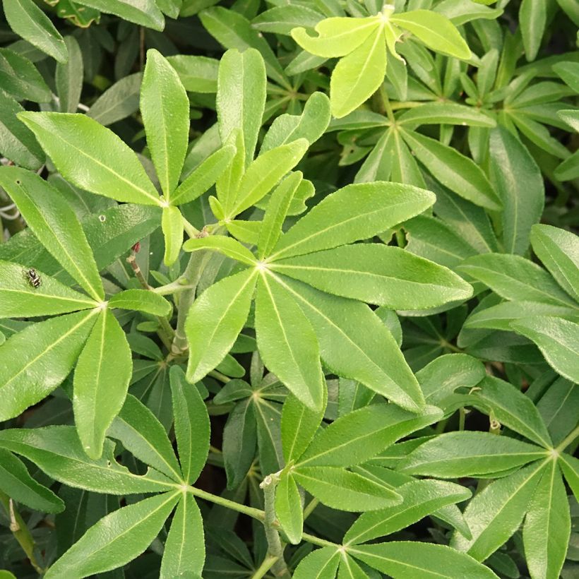 Oranger du Mexique Green Fingers - Choisya ternata (Feuillage)