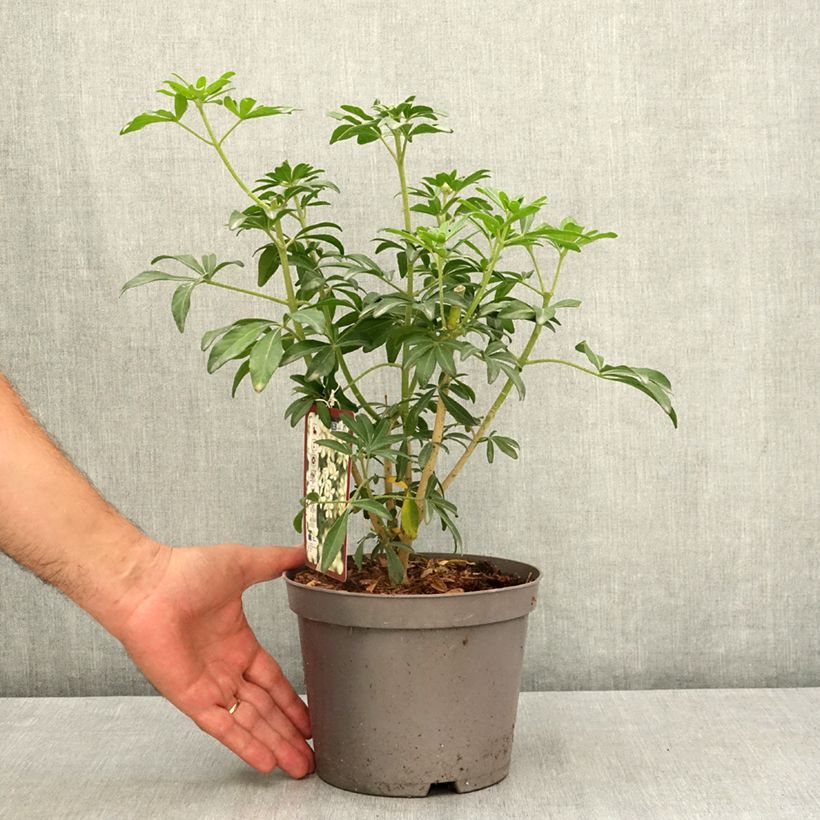 Spécimen de Oranger du Mexique Green Fingers - Choisya ternata Pot de 2L/3L tel que livré en été