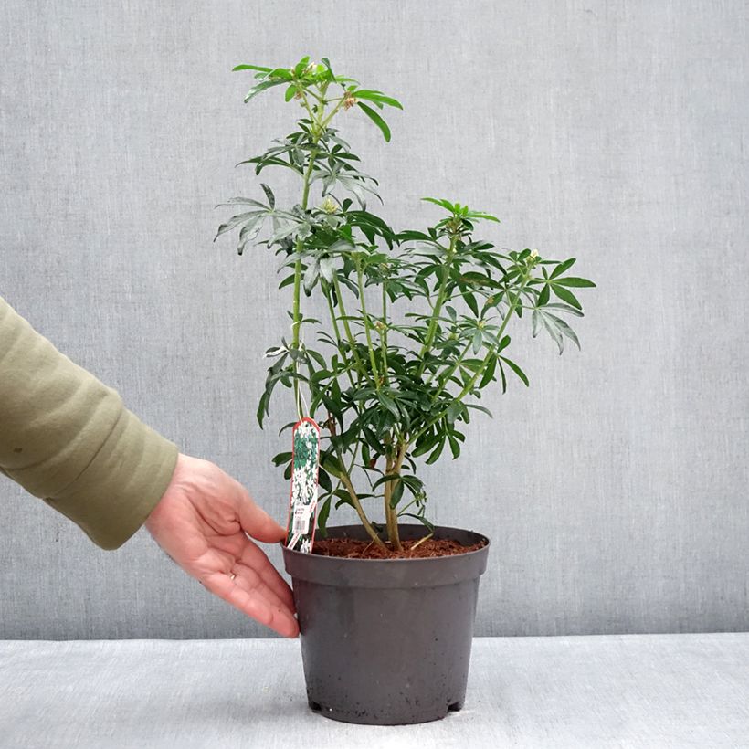 Spécimen de Oranger du Mexique Green Fingers - Choisya ternata Pot de 2L/3L tel que livré en hiver