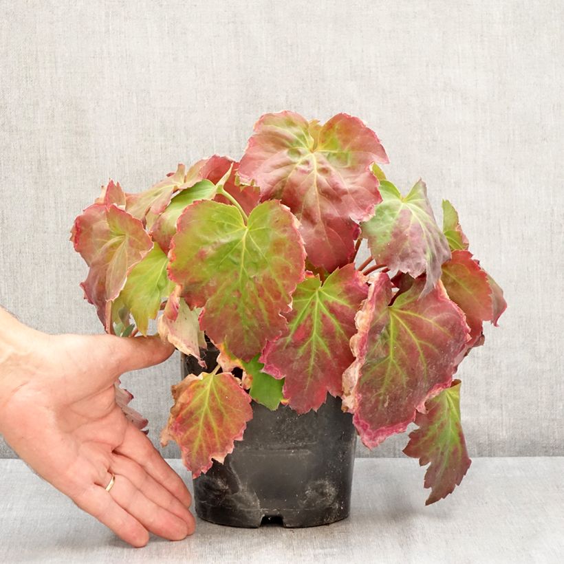 Spécimen de Oredenia Fusion of Fire Pot de 1,5L/2L tel que livré en été