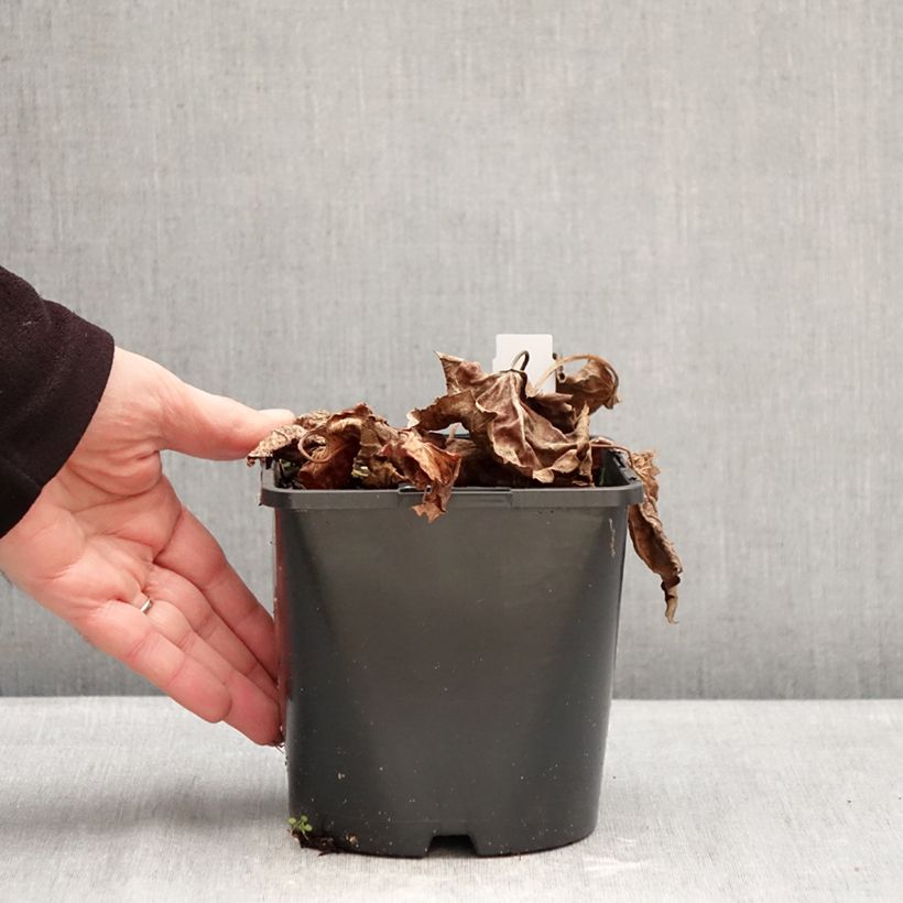 Spécimen de Oredenia Fusion of Fire Pot de 1,5L/2L tel que livré en hiver