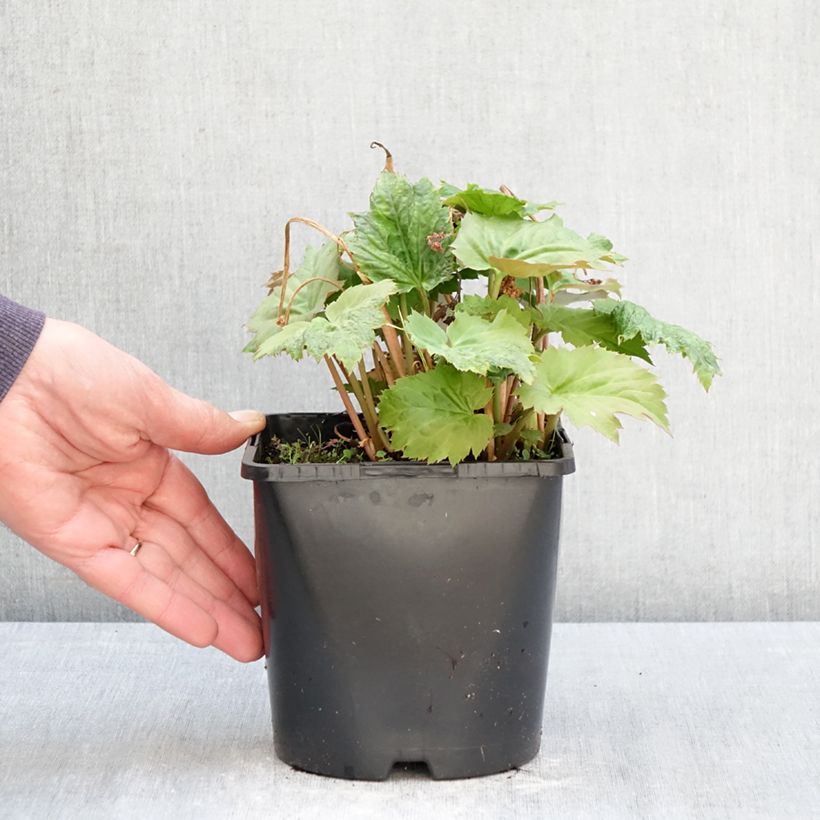 Spécimen de Oredenia Fusion of Fire Pot de 1,5L/2L tel que livré au printemps