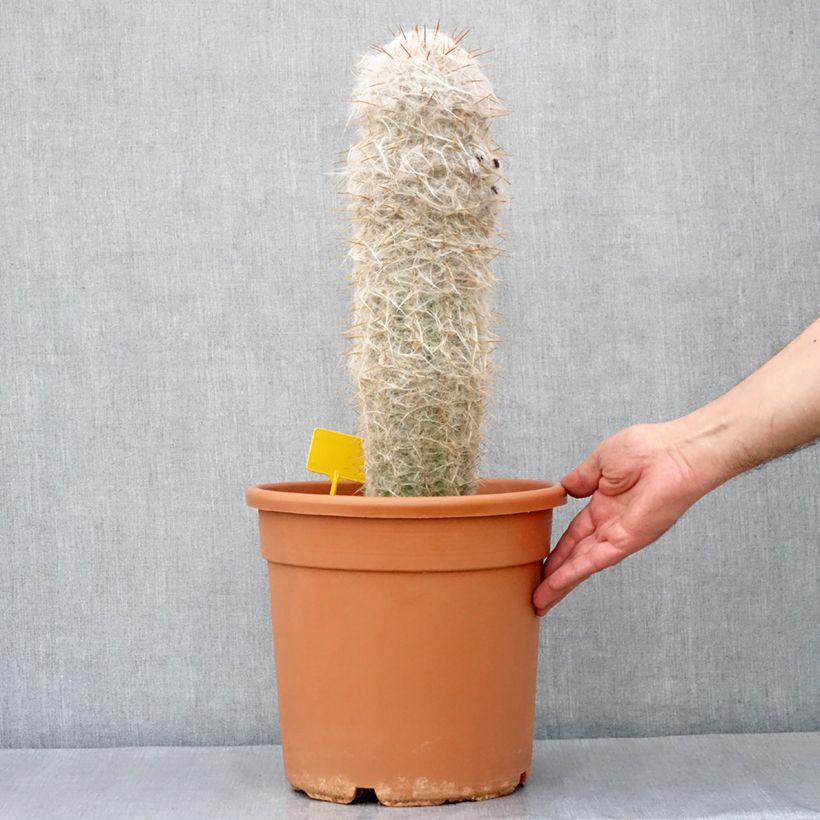 Spécimen de Oreocereus trollii - Vieil homme des Andes Pot de 7,5L/10L tel que livré en automne