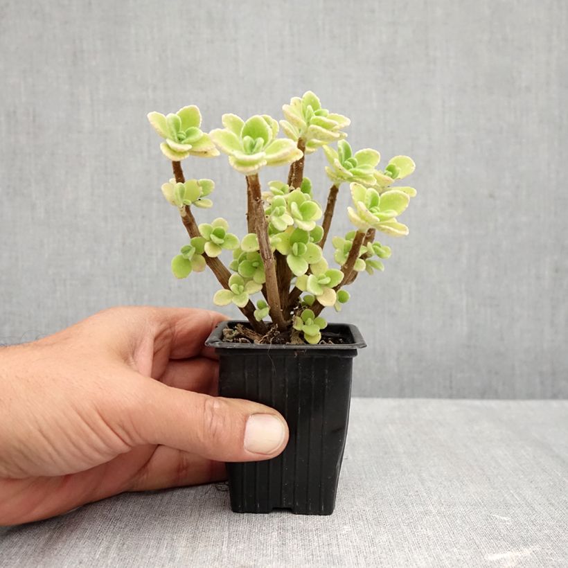 Spécimen de Origan cubain - Plectranthus amboinicus Godet de 8/9 cm tel que livré en automne