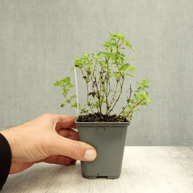 Spécimen de Origan doré Norton Gold - Origanum vulgare Godet de 8/9 cm tel que livré en automne