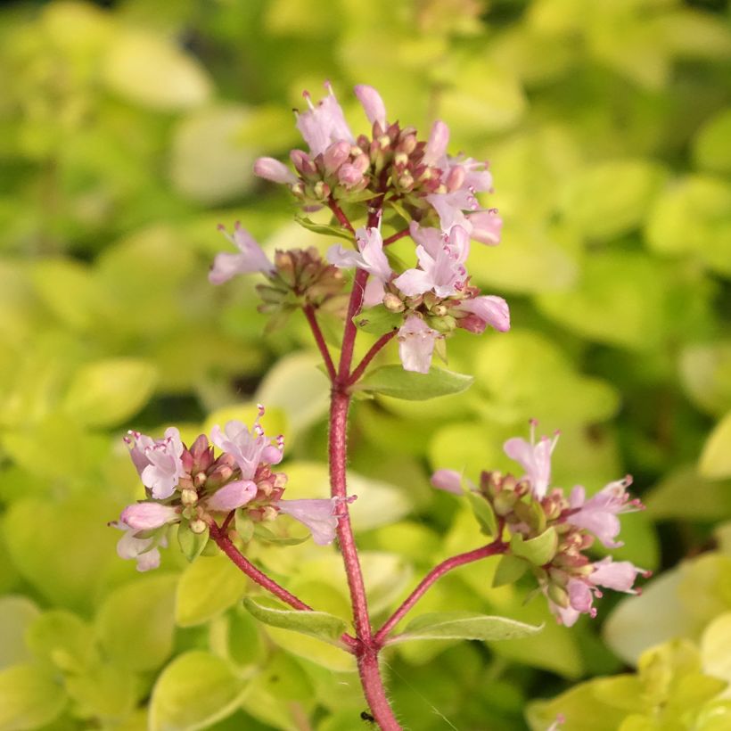 Origan doré Norton Gold - Origanum vulgare (Floraison)