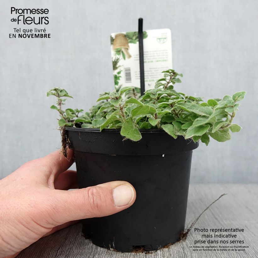 Spécimen de Origan Hot and Spicy  Pot de 1,5L/2L tel que livré en automne
