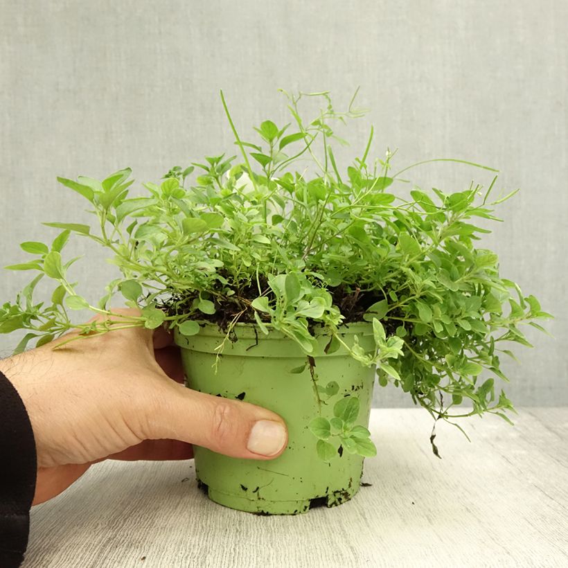 Spécimen de Origan - Marjolaine vivace en plant BIO Pot de 1L/1,5L tel que livré en automne