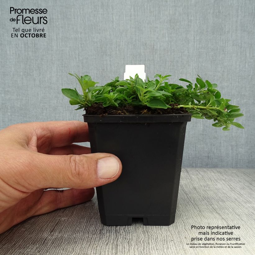 Spécimen de Origan - Origanum vulgare Compactum Godet de 8/9 cm tel que livré en automne