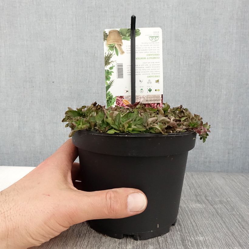 Amostra de Origanum vulgare Compactum - Orégão Vaso de 1,5 L/2 L tal como entregue na primavera