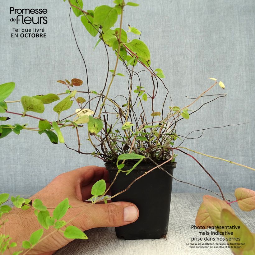 Spécimen de Origan - Marjolaine vivace en plant BIO Godet de 8/9 cm tel que livré en automne