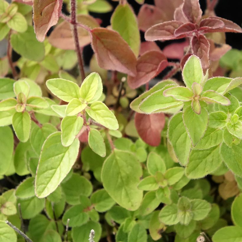 Origan - Marjolaine vivace en plant BIO (Feuillage)