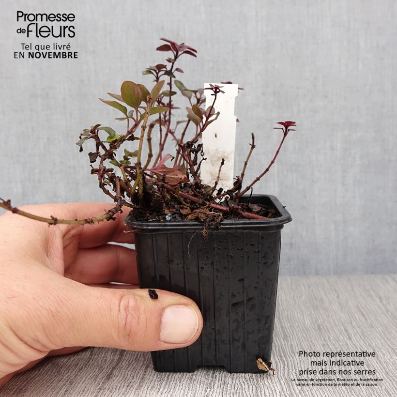 Spécimen de Origanum laevigatum Herrenhausen -  Origan pourpre - Marjolaine Godet de 8/9 cm tel que livré en automne
