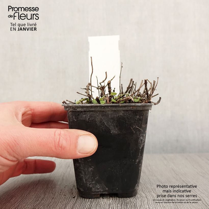 Spécimen de Origanum majorana Pagoda Bells Godet de 8/9 cm tel que livré en hiver